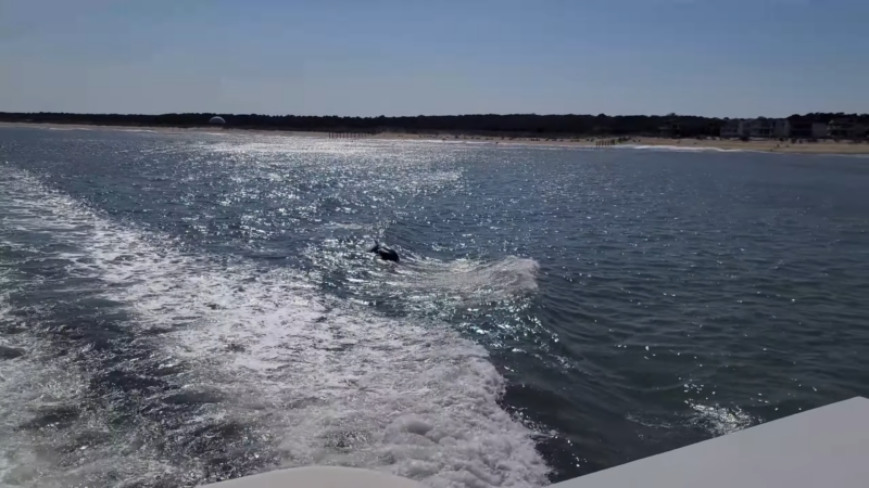 Dolphin Spotting in Virginia Beach
