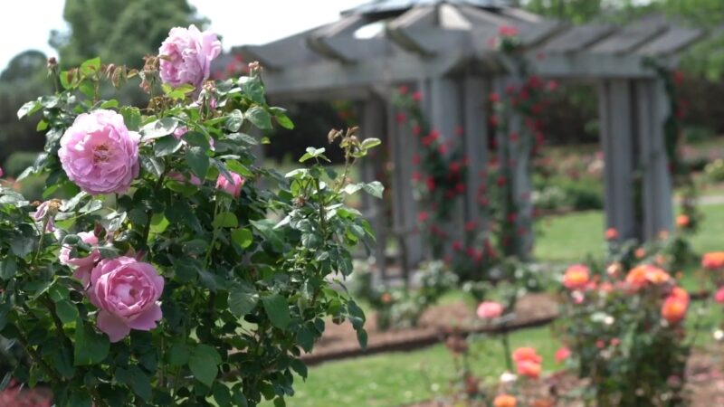 Bicentennial Rose Garden