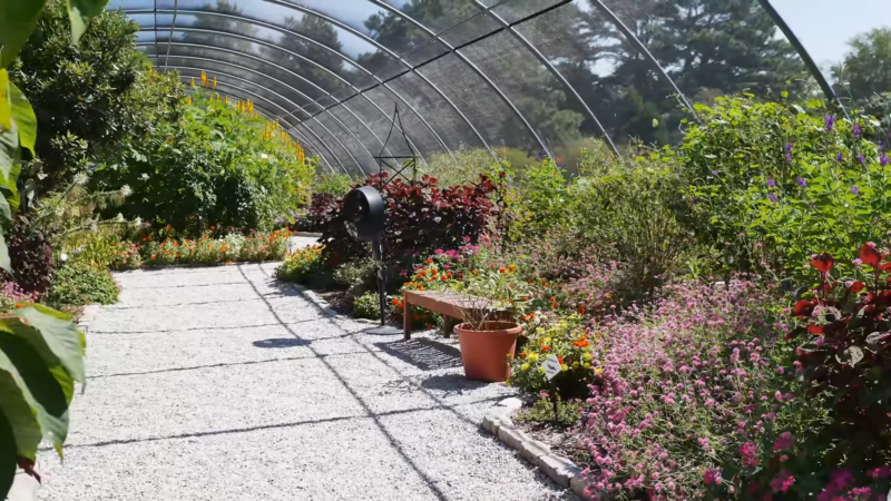 Botanical Collections and Plant Species at Norfolk Botanical Gardens