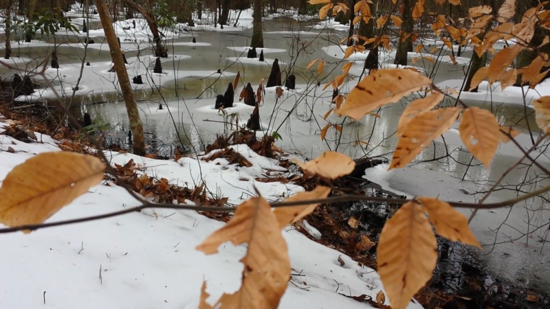 First Landing State Park in the Winter