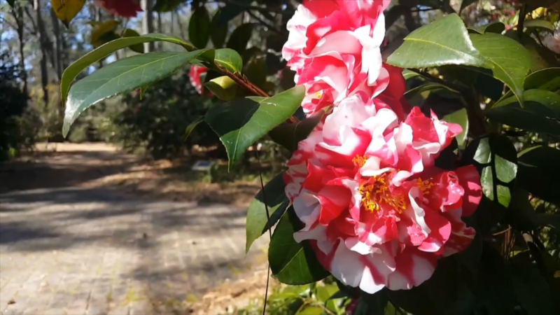 Hofheimer Camellia Garden