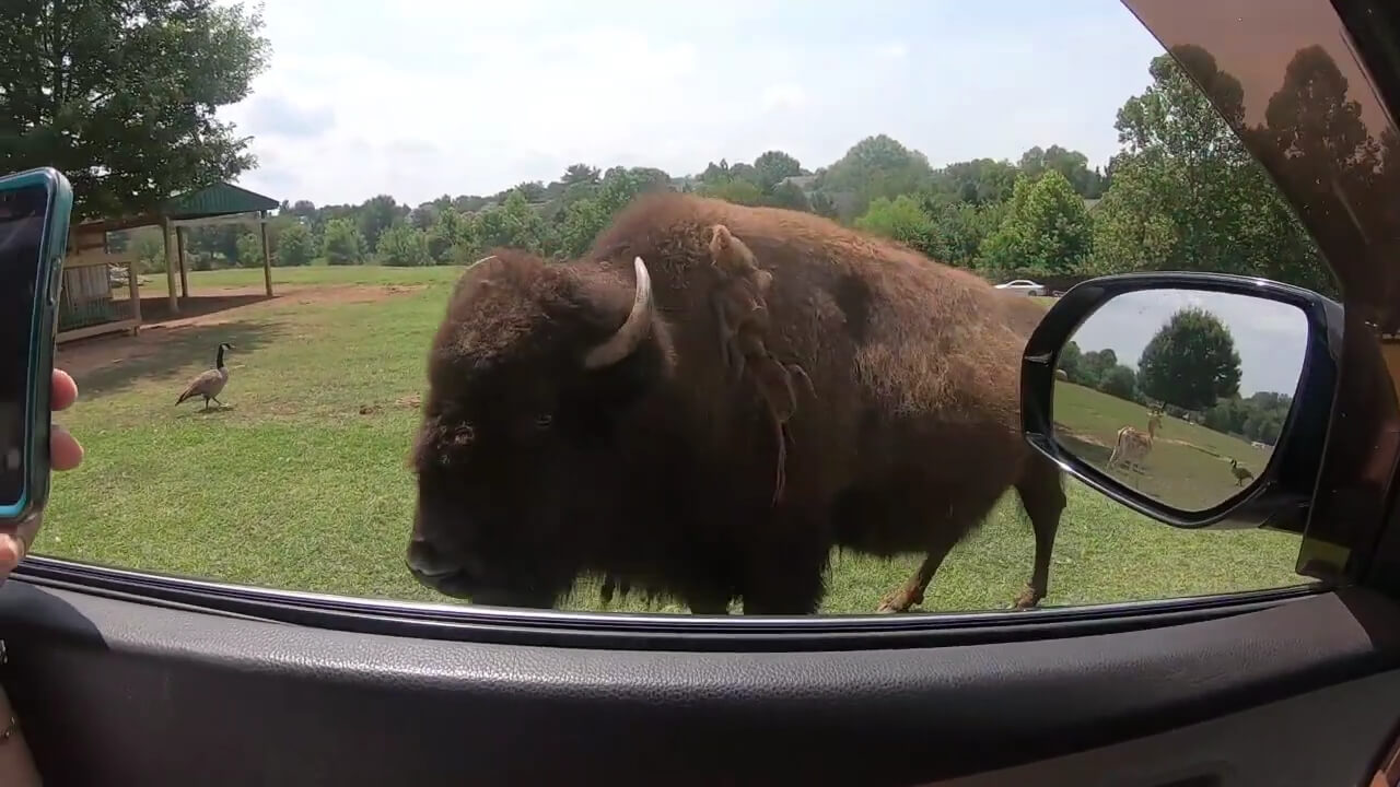 An American bison walking next to a car