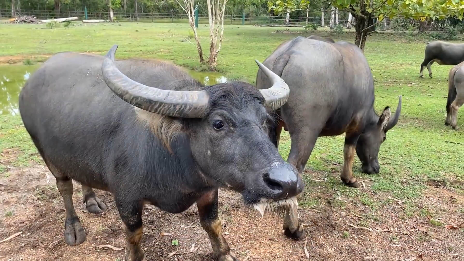 Asian Water Buffaloes at the Zoo