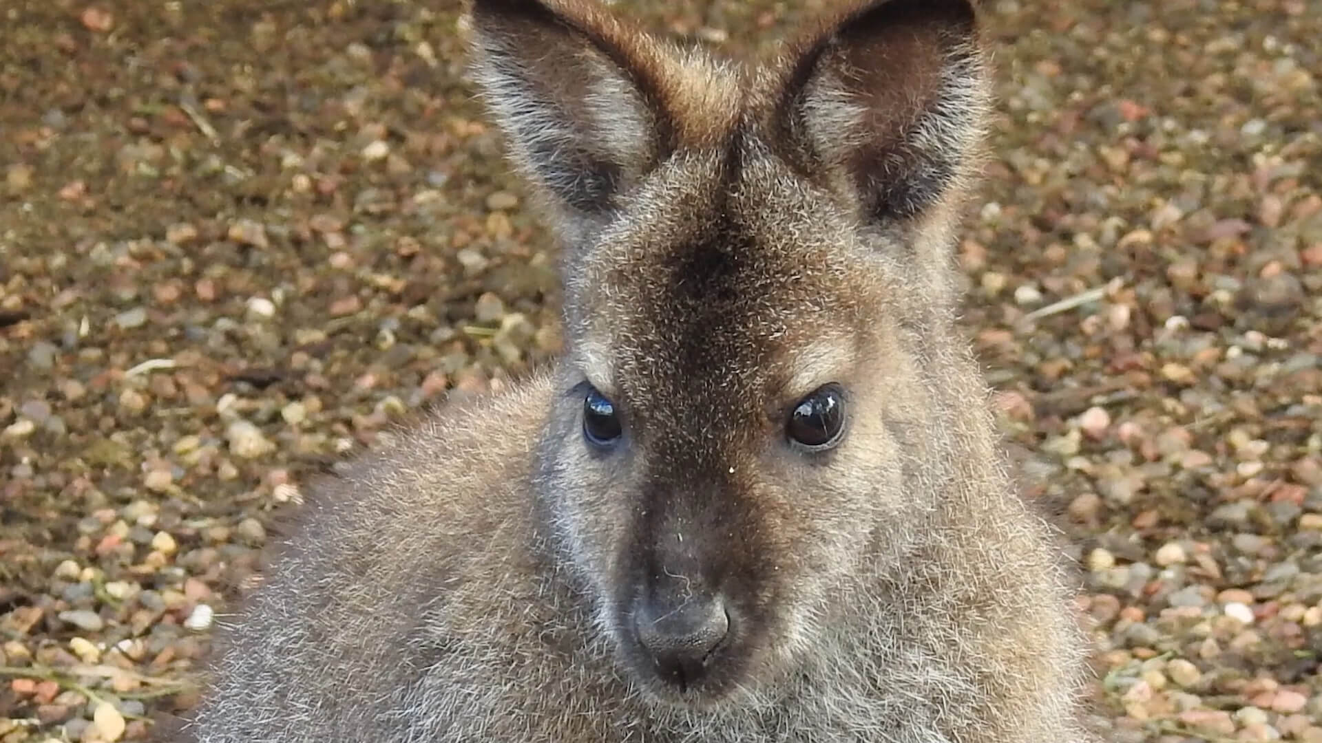 Bennett’s Wallaby