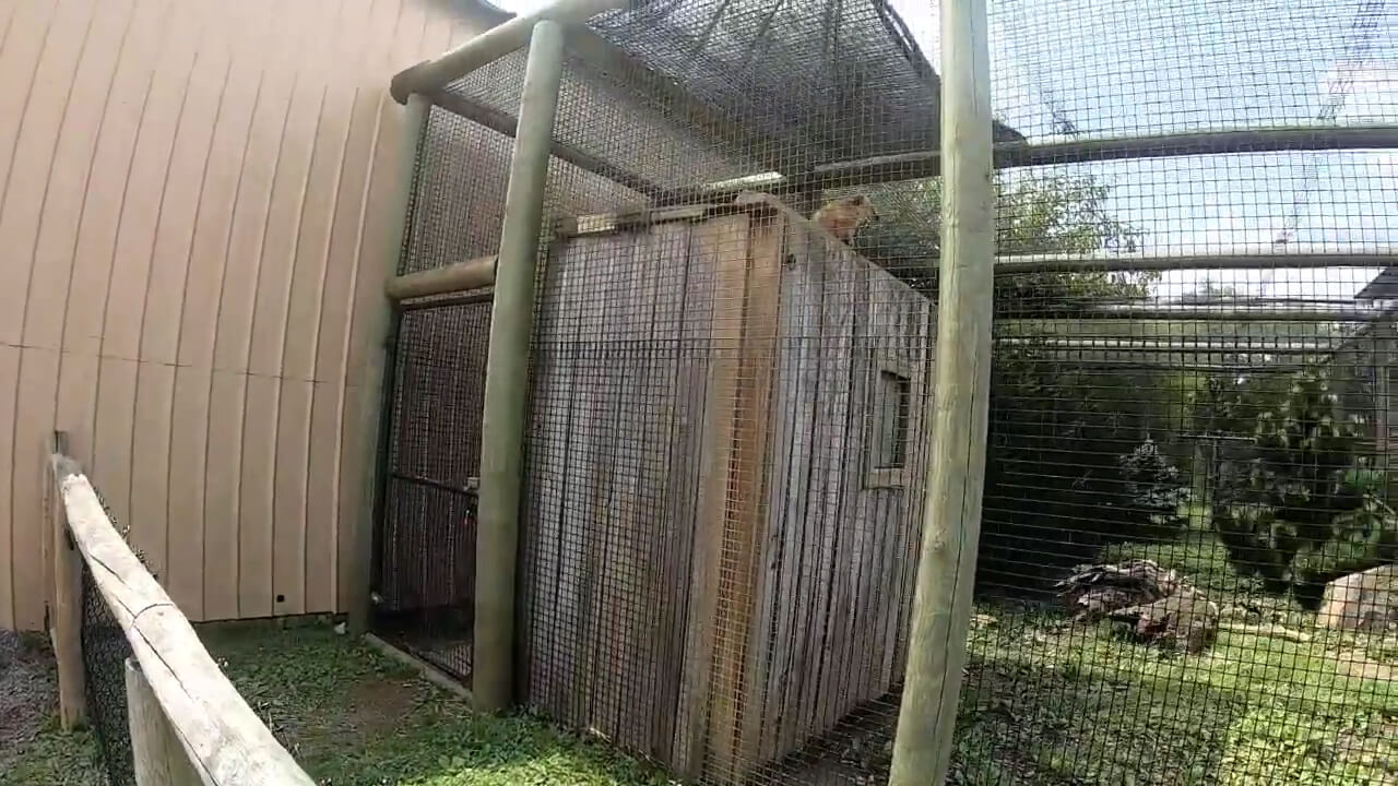 Brown Lemur at the Nova Wild Zoo