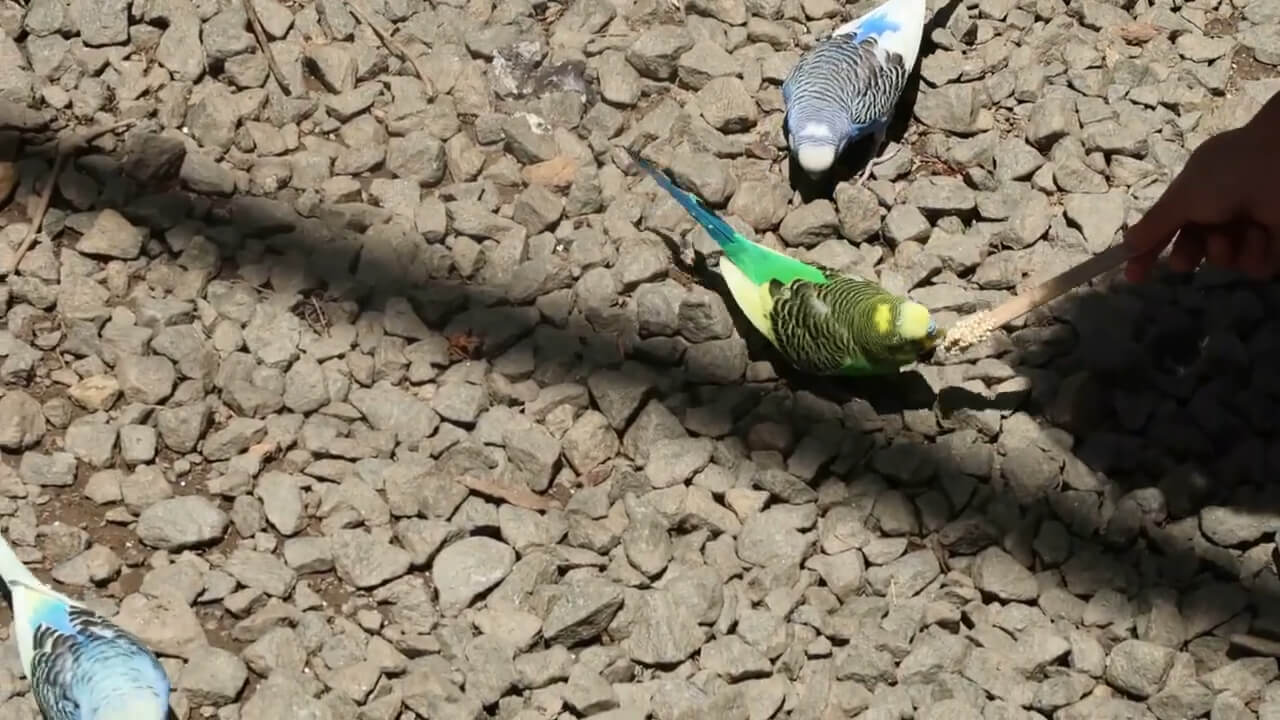 Children feeding budgerigar birds with sticks