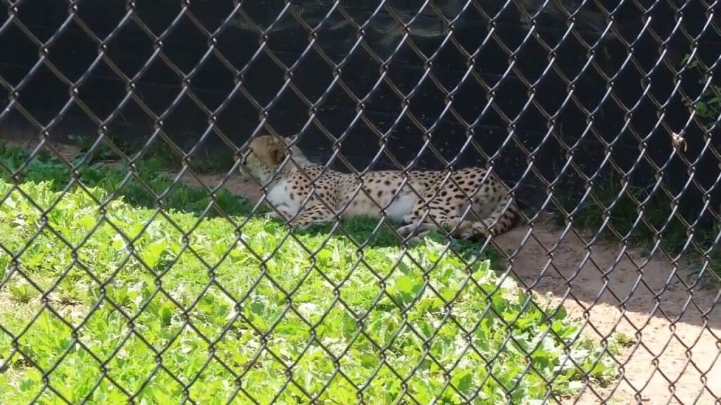 Cheetah at the NOVA Wild Zoo