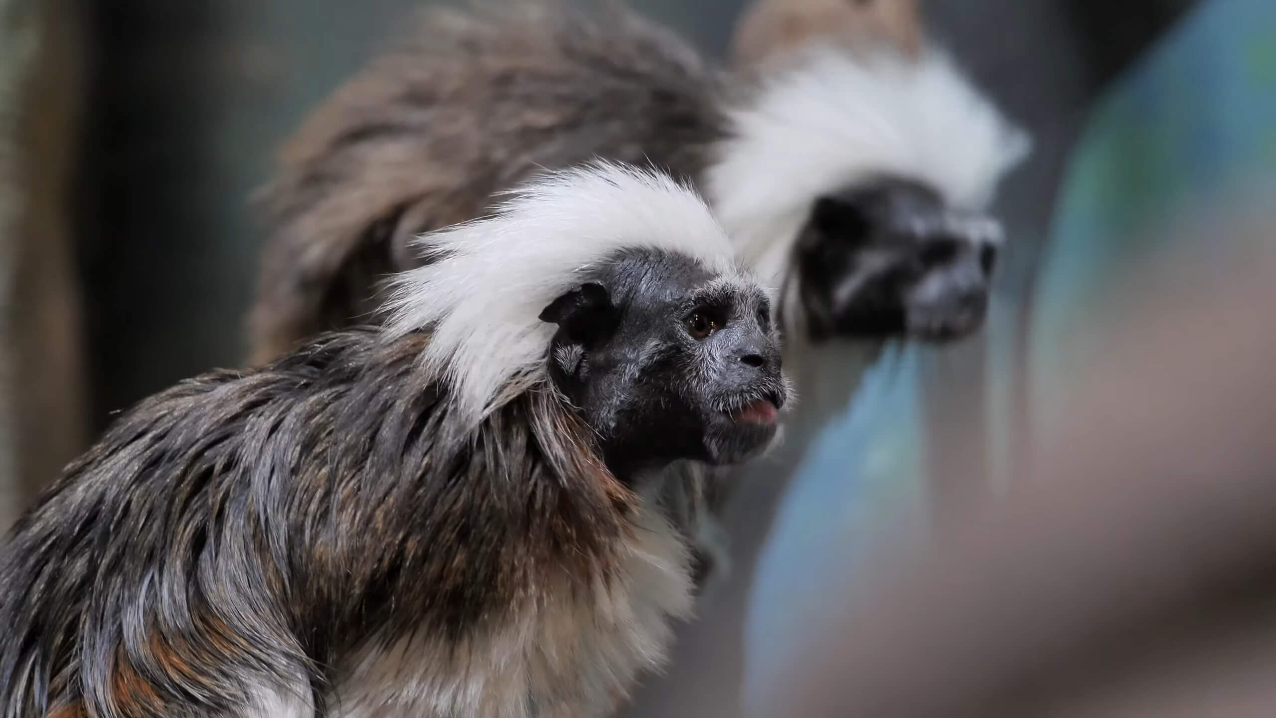 Cotton-Top Tamarin