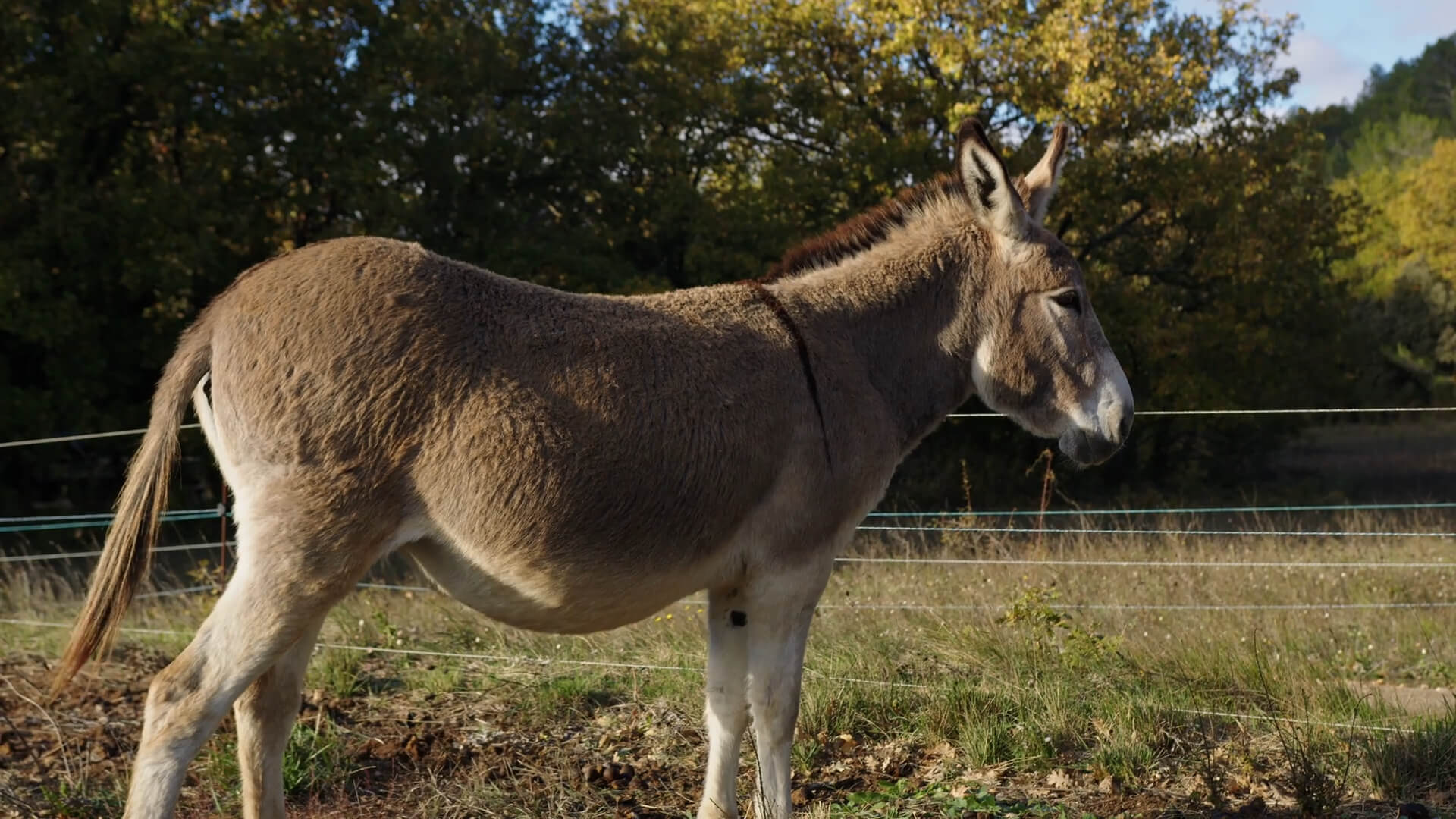 A Mediterranean donkey in the zoo park