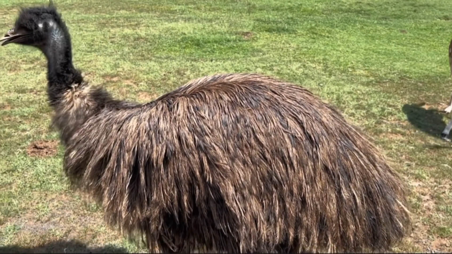 Emu at the Zoo park