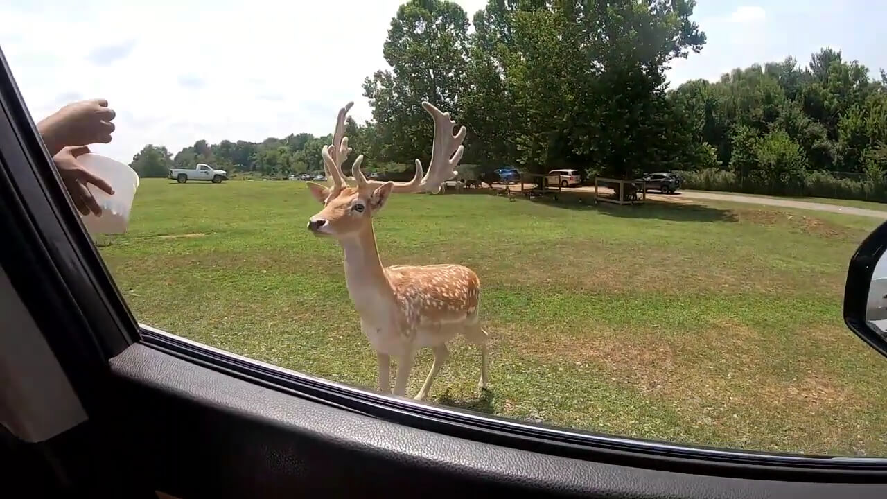 A fallow deer approaches the car for food