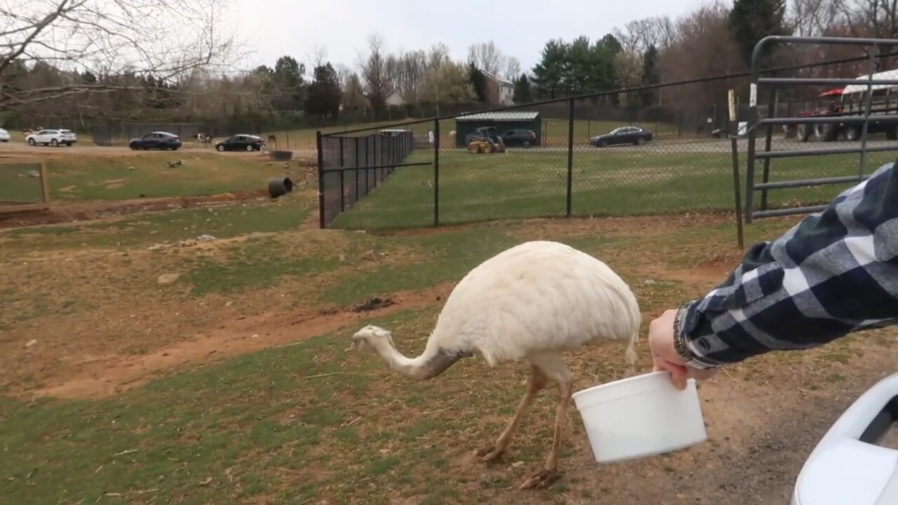 An albino greater rhea at NOVA Wild Zoo