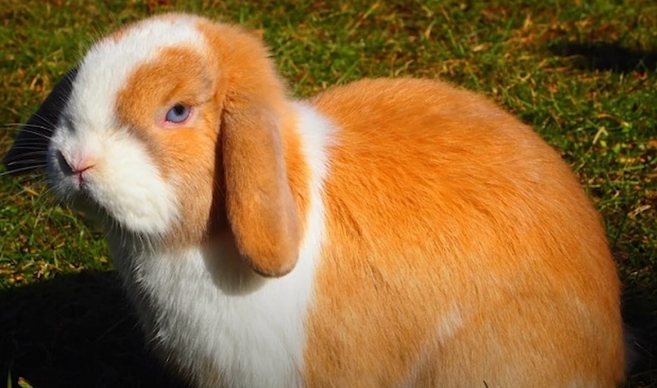 Holland Lop Rabbit