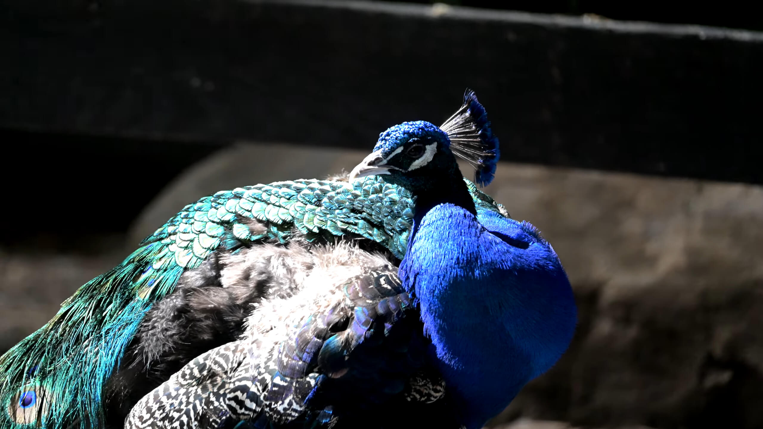 Indian Peafowl at NOVA Wild Zoo