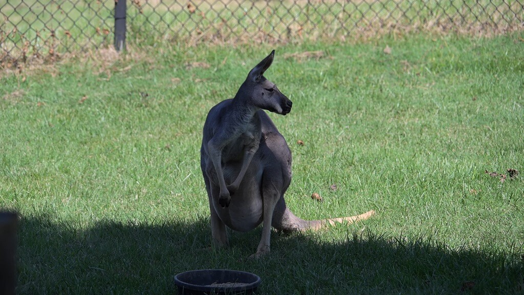 A red kangaroo at the NOVA Wild Zoo