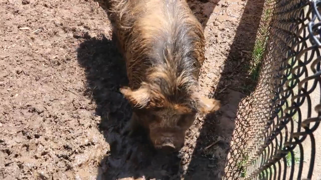 Kunekune Pig at the NOVA Wild Zoo