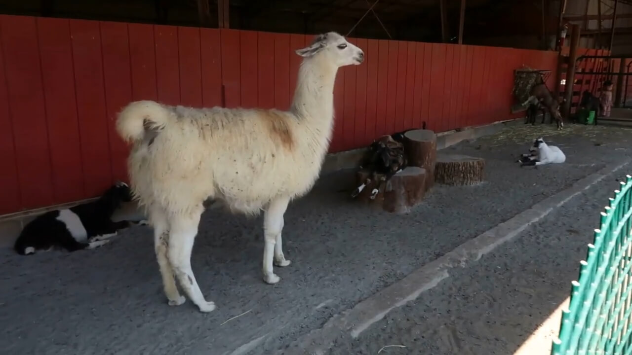 Llama at the zoo park