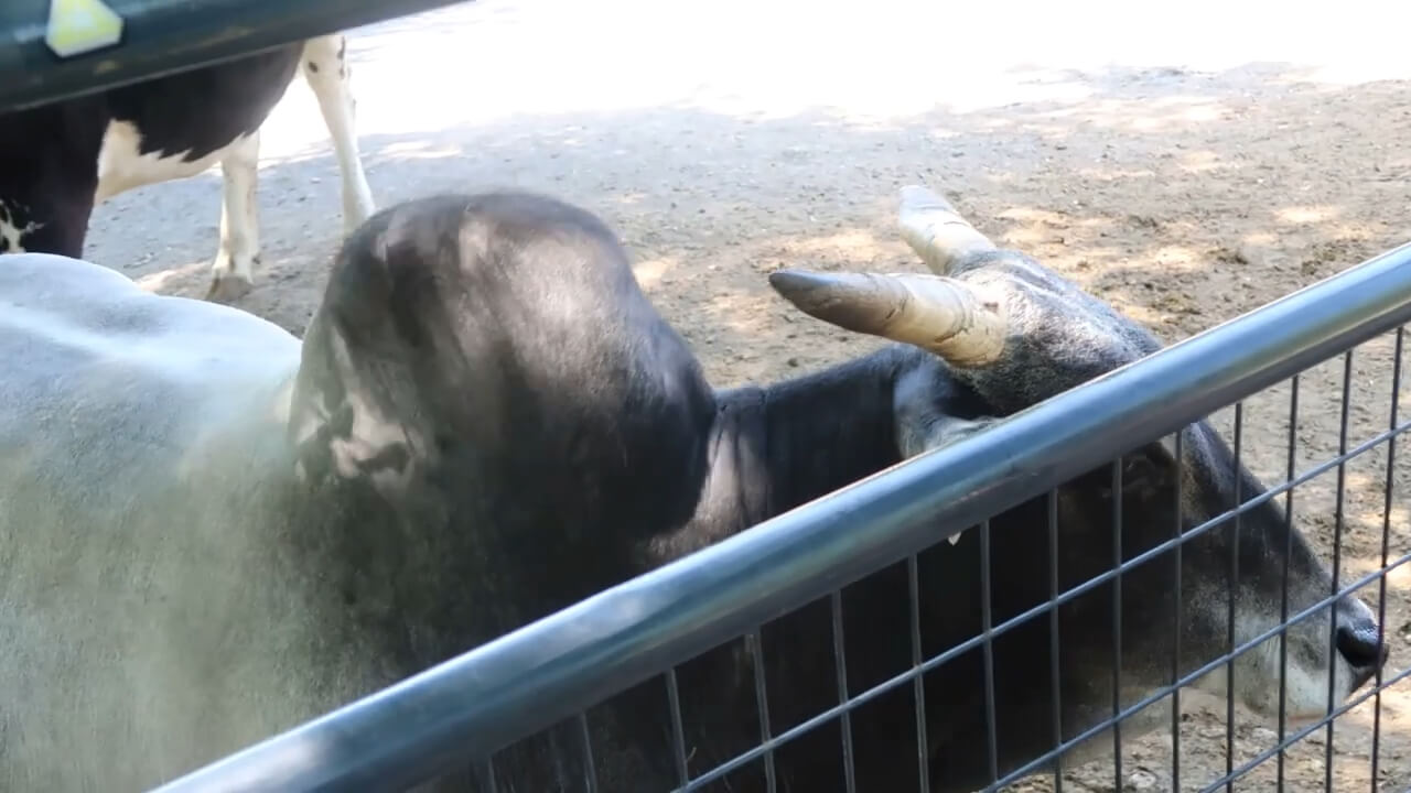 A miniature zebu approaches the zoo visitors