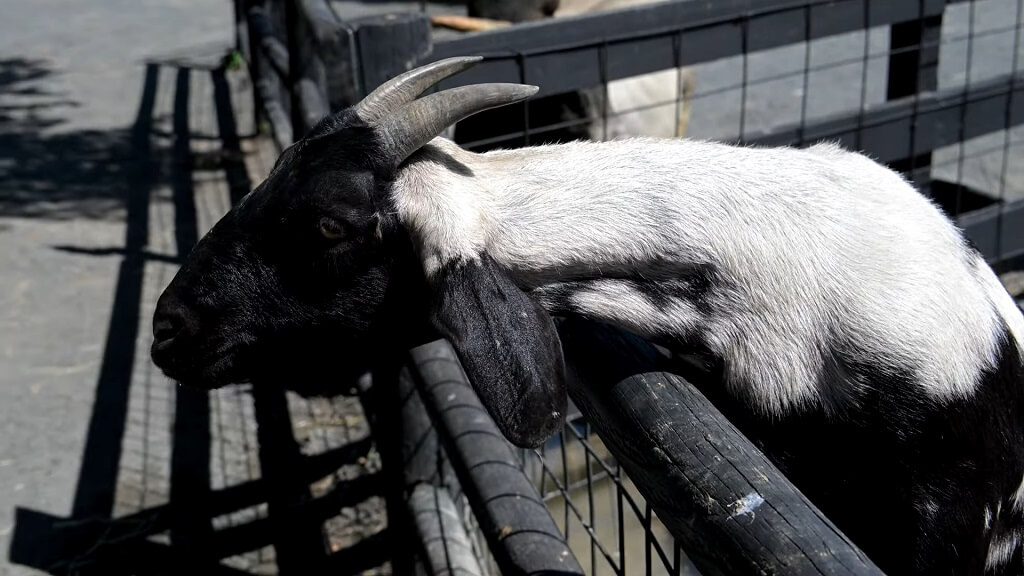 A pygmy goat by the fence at the NOVA Wild Zoo