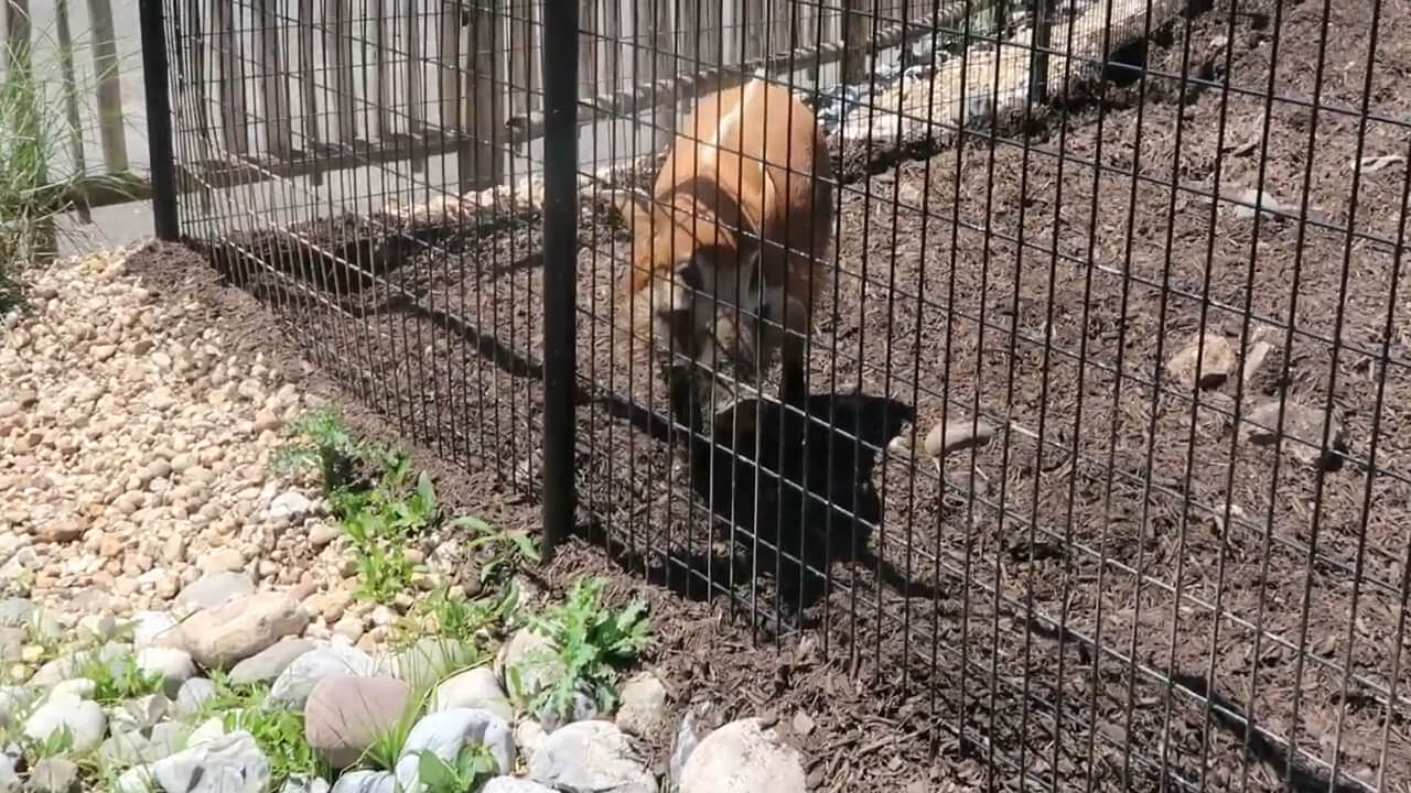 A red river hog at the zoo