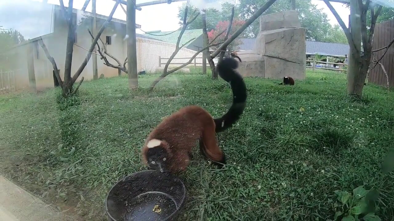 A red ruffed lemur in its enclosure at the zoo