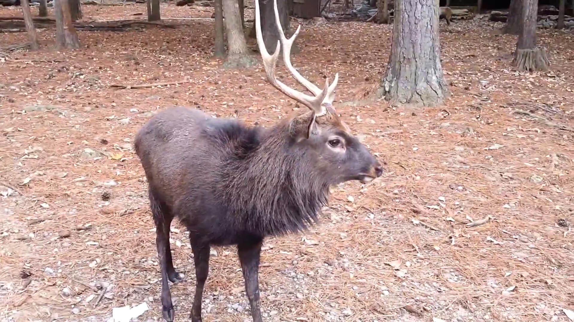 Sika Deer at the Zoo