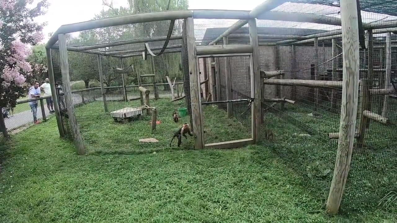 An enclosure with squirrel monkeys