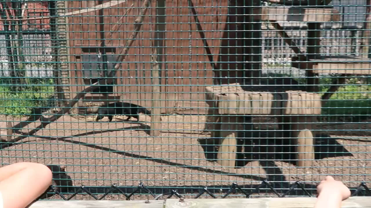 Tayra at the NOVA Wild Zoo