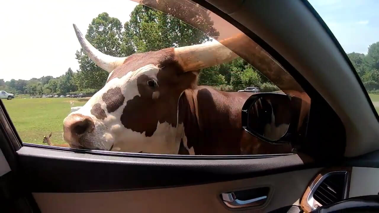 Watusi cattle at the NOVA Wild Zoo