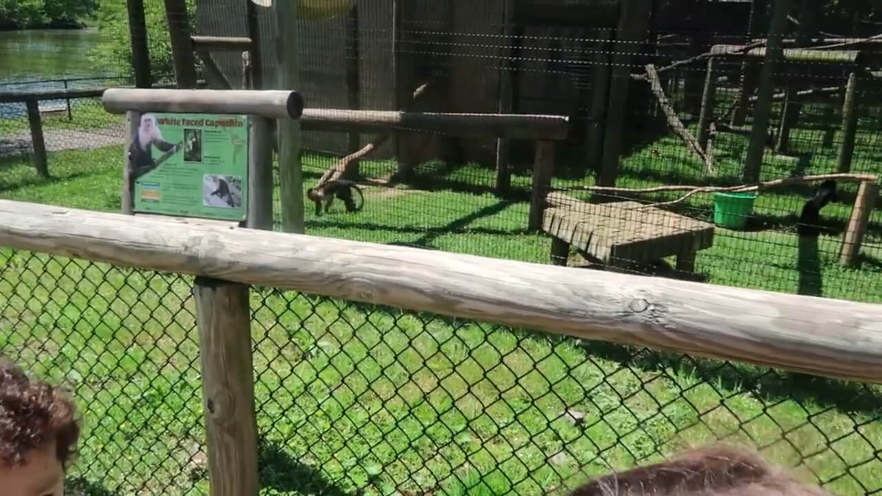 A capuchin monkey walks around its enclosure at the NOVA Wild Zoo