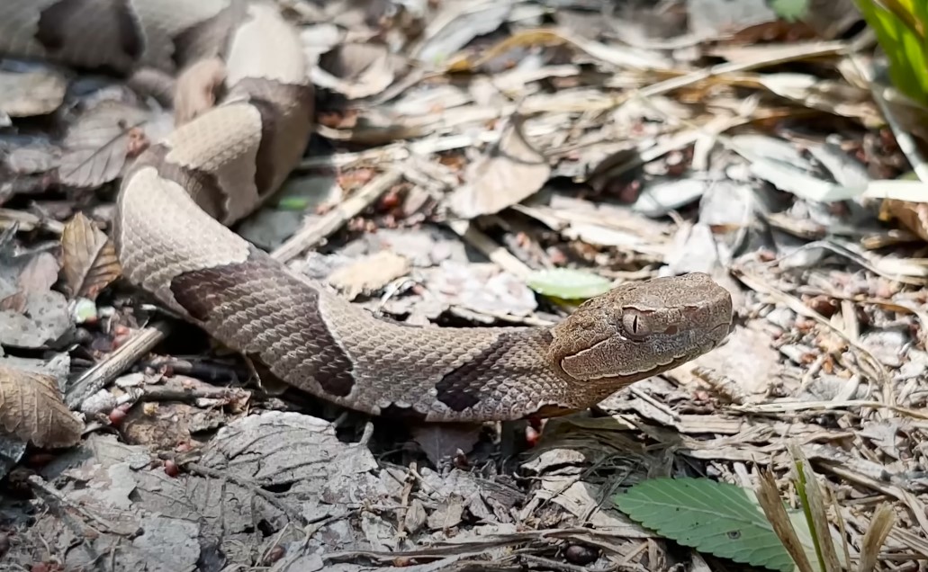 Copperhead snake in the woods surrounded by leafs