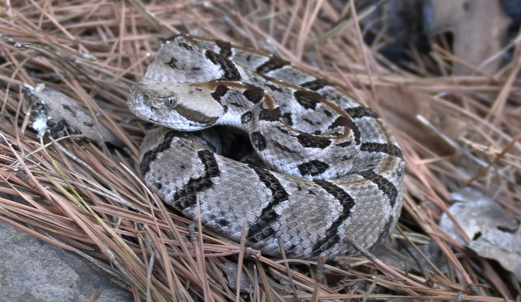 Timber Rattlesnake in the wild