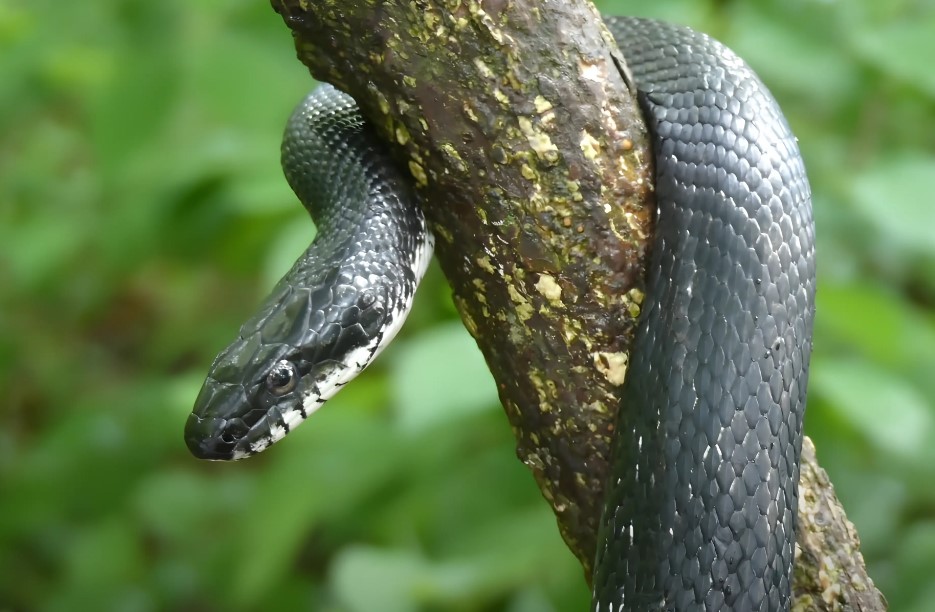 Eastern Rat Snake on a tree branch