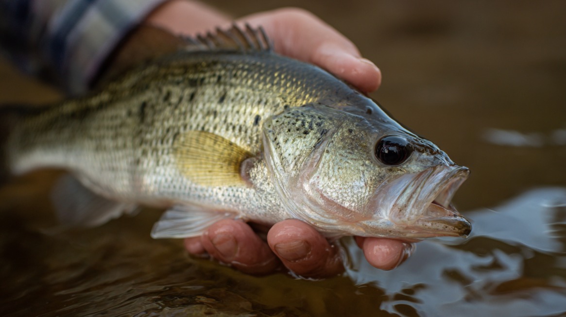 Close-up of a person holding a freshly caught fish above the water