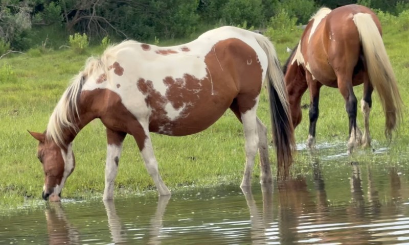 Two horses standing side by side, drinking water from a calm pond surrounded by greenery