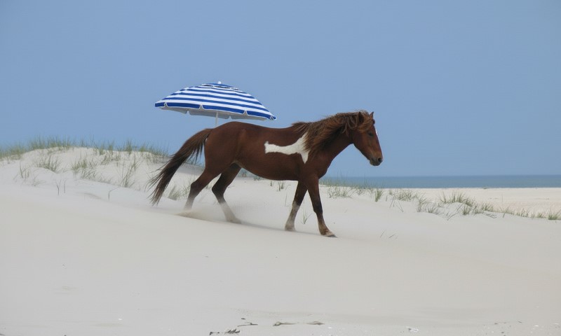 A Chincoteague Pony walks on the sand under a colorful umbrella, creating a serene beach scene