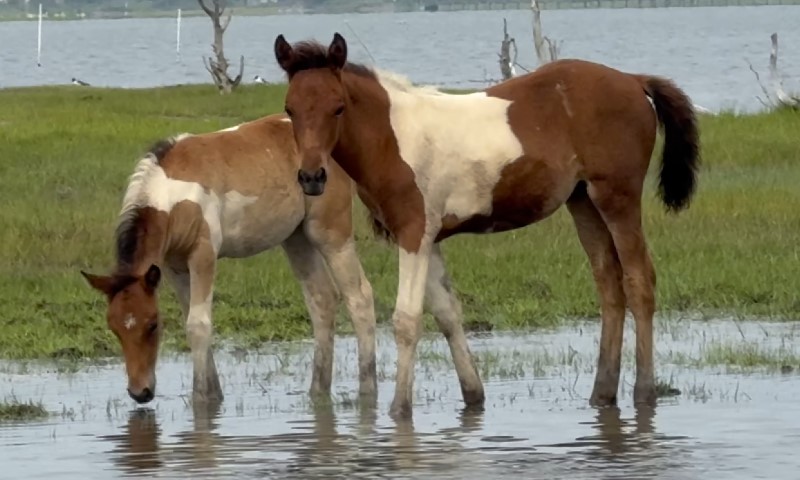Two Chincoteague Ponies drinking water in shallow water near the shore